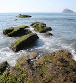 1655326675937 Algae 1655326675937 Algae