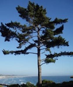 1655326678197 Tree1 1655326678197 Tree1