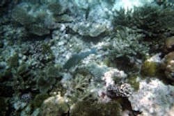 1655326681291 Coral Reef 1655326681291 Coral Reef