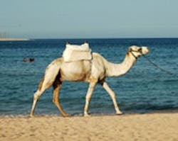 1655326682423 Camel 1655326682423 Camel