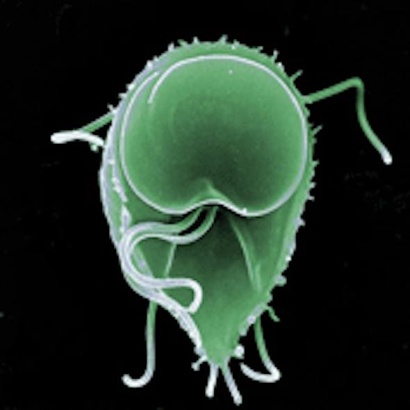 Giardia Parasite Enjoys Lengthy History of Human Illness Wastewater