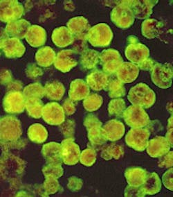 1655326688339 Braineating 1655326688339 Braineating