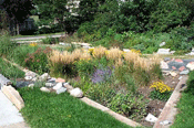 1655326688723 Raingarden04