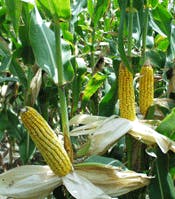 corn-ears
