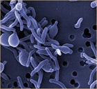 1655326735100 Microbes1