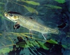 1655326739855 Fish2