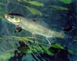 1655326739855 Fish2 1655326739855 Fish2