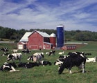 1655326756572 Dairyfarm