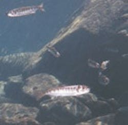 1655326763251 Fish3 1655326763251 Fish3