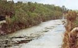 1655326764738 Florida Algae 1655326764738 Florida Algae