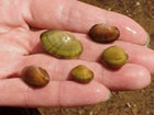 1655326768622 Juvenile Higgins Eye Mussels Recovered2 180