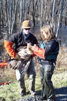 1655326768835 Bald Eagle Rescue