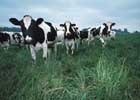 1655326771607 Dairycows1