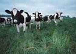 1655326771607 Dairycows1 1655326771607 Dairycows1
