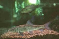 1655326777792 Fish21 1655326777792 Fish21