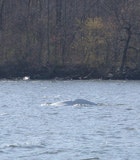 1655326786780 Helishoriz1