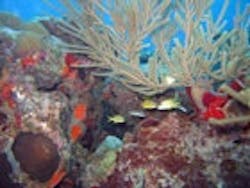 1655326791174 Coral Reef11 1655326791174 Coral Reef11