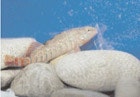 1655326794619 Fish4