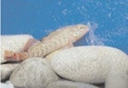 1655326794619 Fish4 1655326794619 Fish4