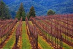 1655326801419 1154932 Late Winter Vineyard 1655326801419 1154932 Late Winter Vineyard