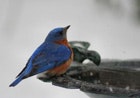 1655326809698 Eastern Bluebird