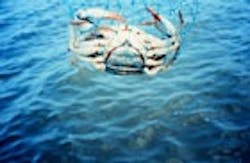 1655326809856 Bluecrab 1655326809856 Bluecrab