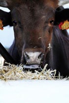 1655326810607 Cattle