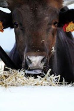 1655326810607 Cattle 1655326810607 Cattle