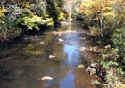 1655326812967 Appalachian Stream