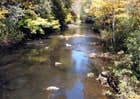 appalachian stream