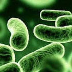 1655326819840 Bacteria5 1655326819840 Bacteria5