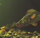 1655326848229 Walleye