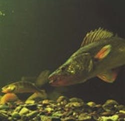 1655326848229 Walleye 1655326848229 Walleye