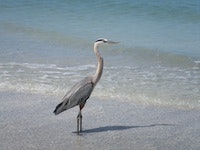 1655327059432 Birdie