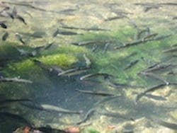 1655327059790 Trout 1655327059790 Trout