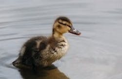 1655327121511 Dup 77 1655327121511 Dup 77