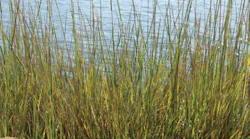 marsh