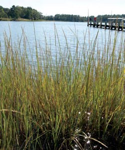 1655327187550 Marsh 1655327187550 Marsh