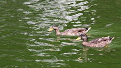 1655327241266 Wwd Water3 0 1655327241266 Wwd Water3 0