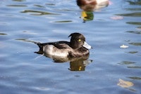 1655327291208 Animal1