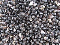 1655327344086 Mussels