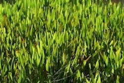 1655327359085 Grass 1655327359085 Grass