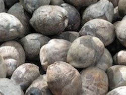 1655327426318 Coco 1655327426318 Coco