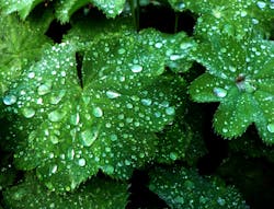 1655327477730 Csa Icc Rainwater Collection Standard 1655327477730 Csa Icc Rainwater Collection Standard