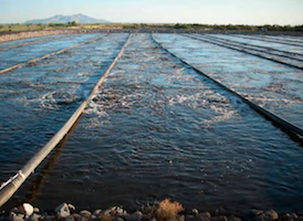 1655327495859 Edi Cs Miner Mo