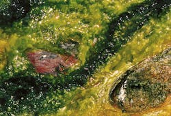 1655327565424 Algal Blooms 1655327565424 Algal Blooms