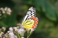 1655327610070 Butterfly