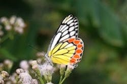 1655327610070 Butterfly 1655327610070 Butterfly