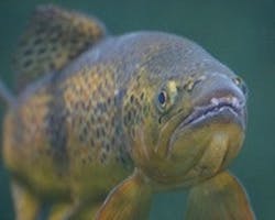 1655327617967 Salmon 0 1655327617967 Salmon 0