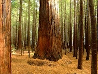 1655327620249 Redwood